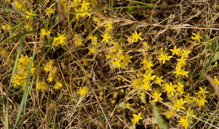 Sedum acre L., 1753