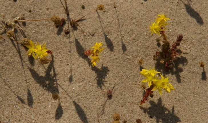 Sedum acre L., 1753