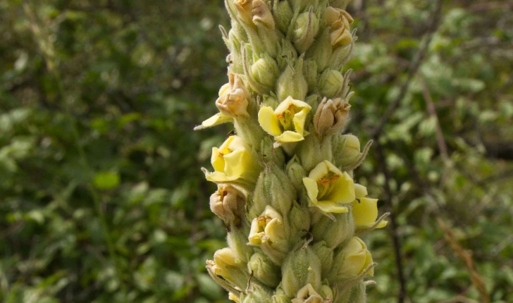 Verbascum thapsus