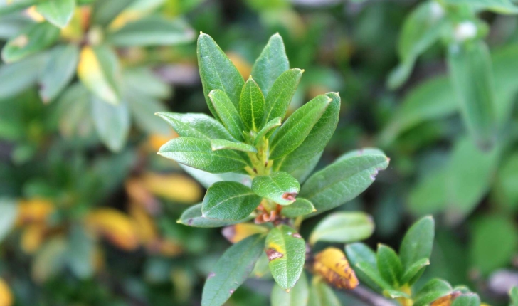 Rhododendron ferrugineum (L., 1753)