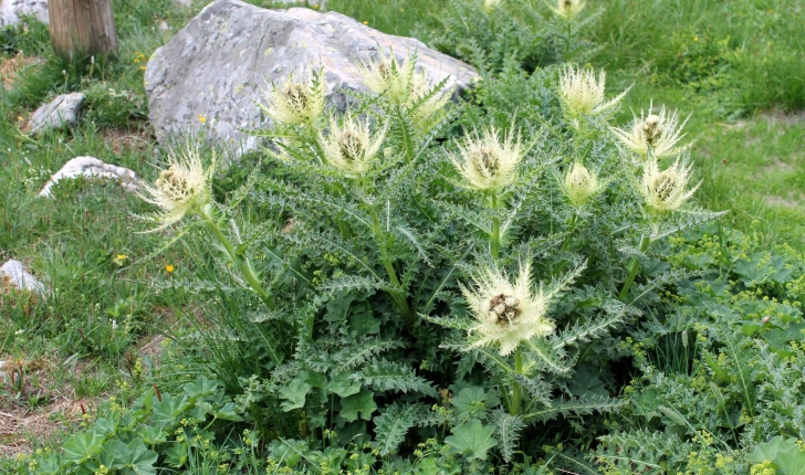 Cirsium spinosissimum ((L.) Scop., 1769)