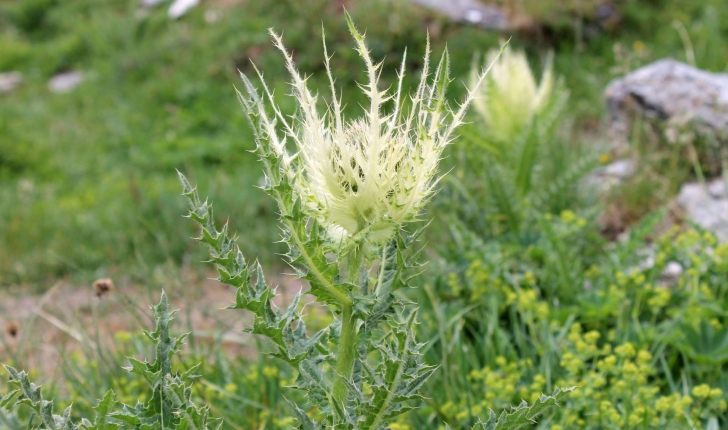 Cirsium spinosissimum ((L.) Scop., 1769)