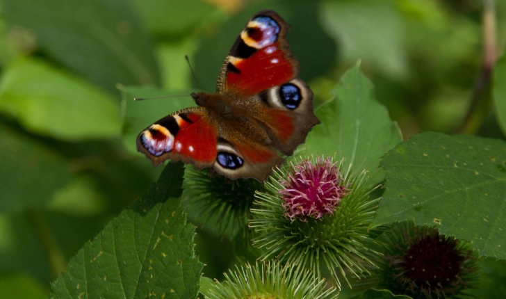 Aglais io (Linnaeus, 1758)