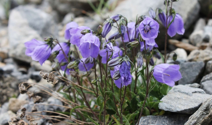 Campanula cochleariifolia (Lam., 1785)