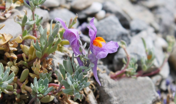 Linaria alpina ((L.) Mill., 1768)