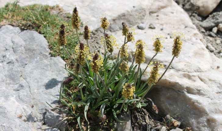 Plantago alpina (L., 1753)