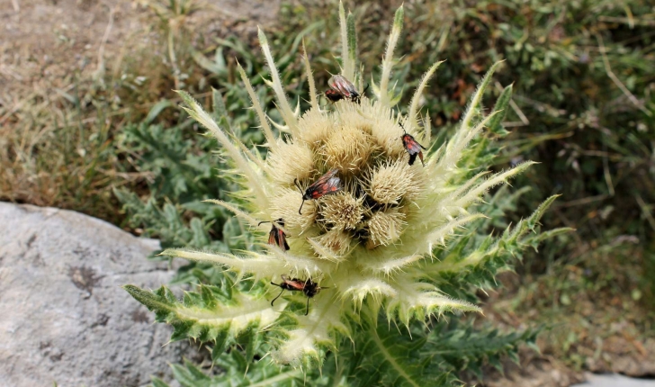 Cirsium spinosissimum ((L.) Scop., 1769)