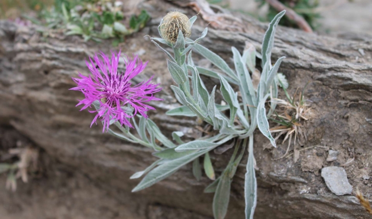 Centaurea uniflora Turra, 1765