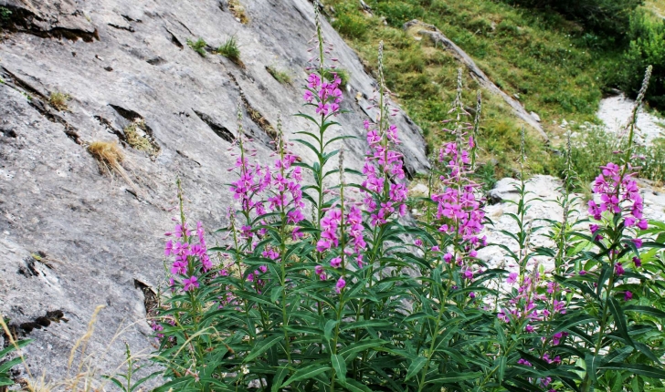 Epilobium angustifolium L., 1753