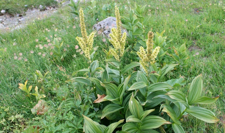 Veratrum album (L., 1753)