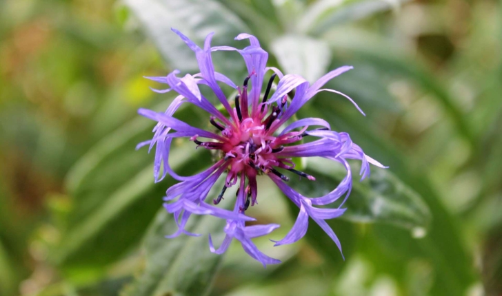 Cyanus montanus ((L.) Hill, 1768)