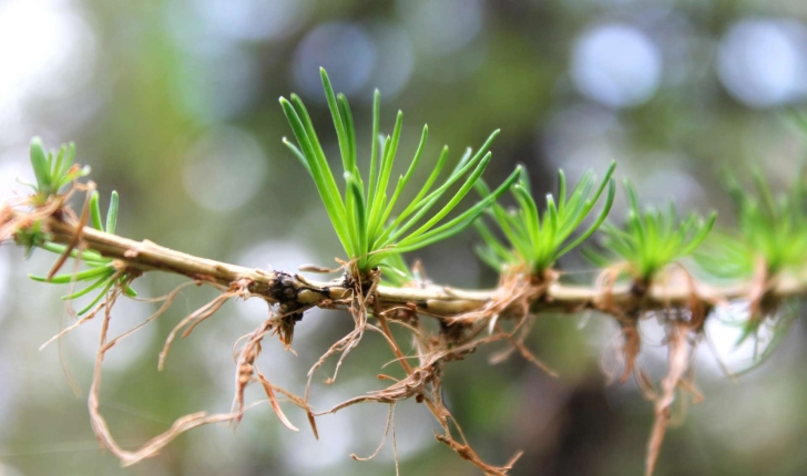 Larix decidua (Miller, 1768)