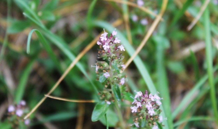 Thymus polytrichus (A.Kern. ex Borbás, 1890)