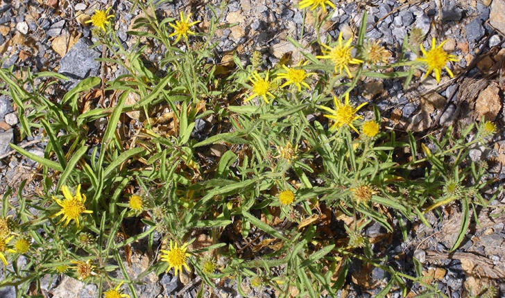 Inula montana (L., 1753)