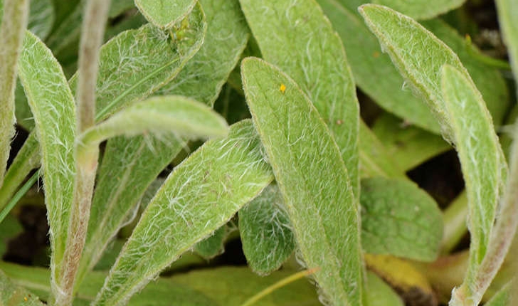 Inula montana (L., 1753)