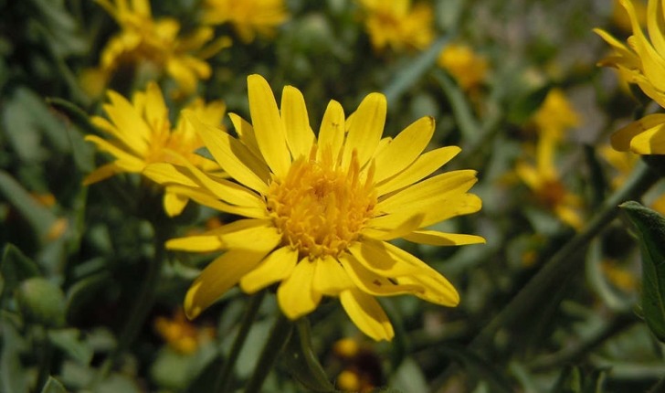 Inula montana (L., 1753)