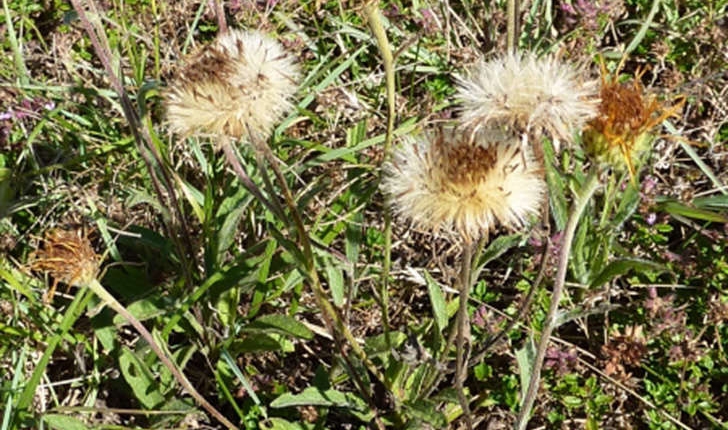 Inula montana (L., 1753)