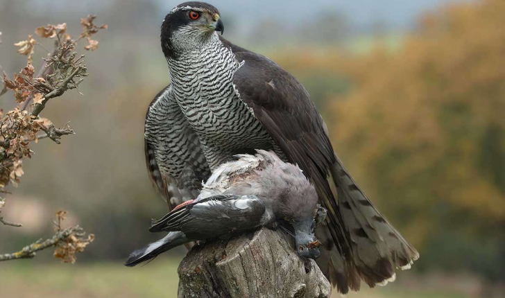 Accipiter gentilis (Linnaeus, 1758)