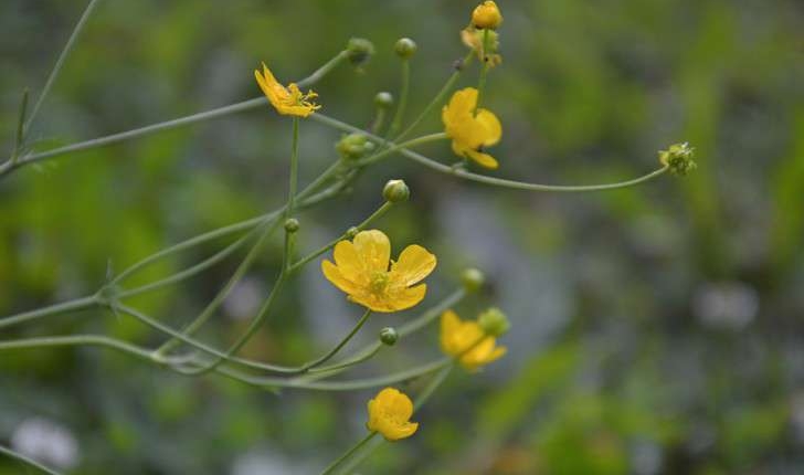 Ranunculus sp.