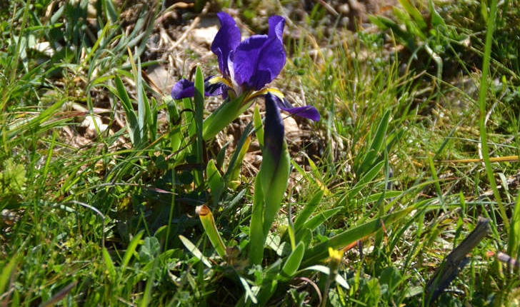 Iris lutescens (Lamarck, 1789)