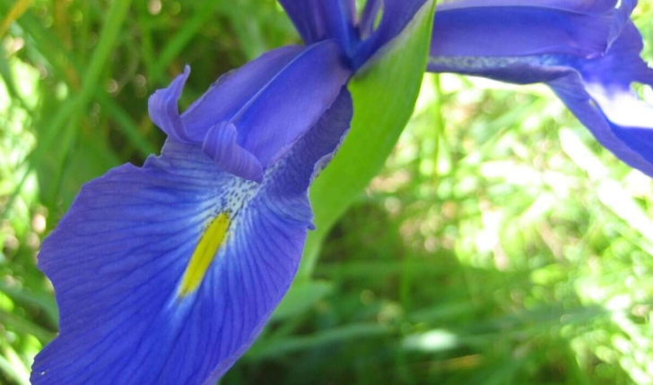 Iris latifolia (Mill.) Voss