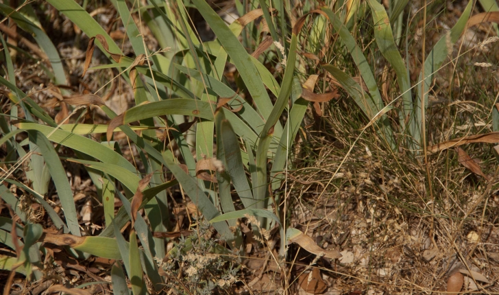 Iris lutescens (Lamarck, 1789)