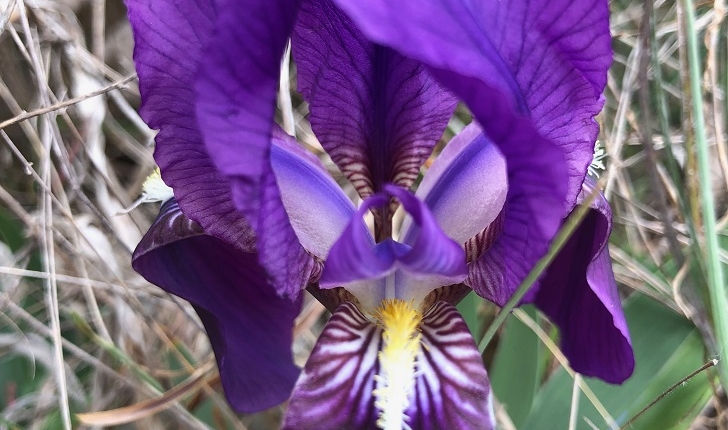 Iris lutescens (Lamarck, 1789)