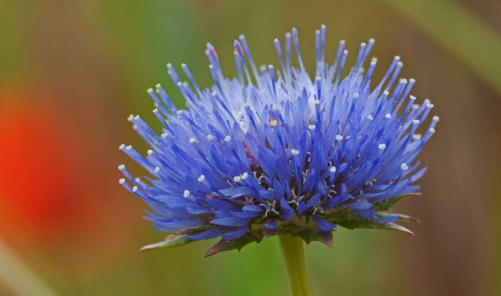 Jasione montana  (Linnaeus 1753)