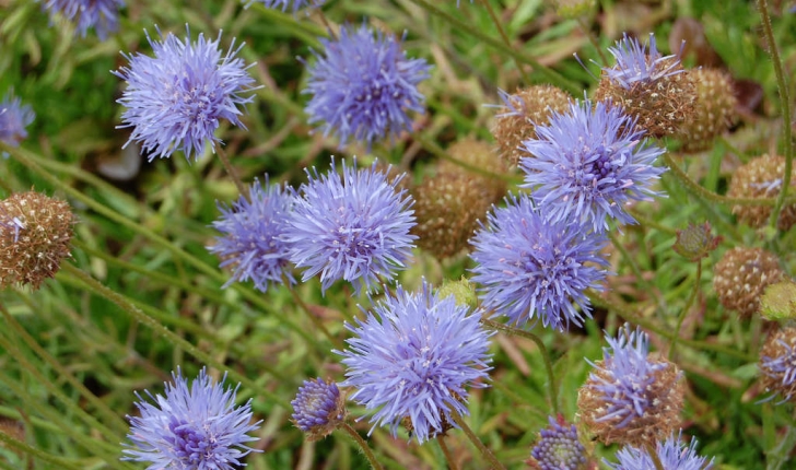 Jasione montana  (Linnaeus 1753)