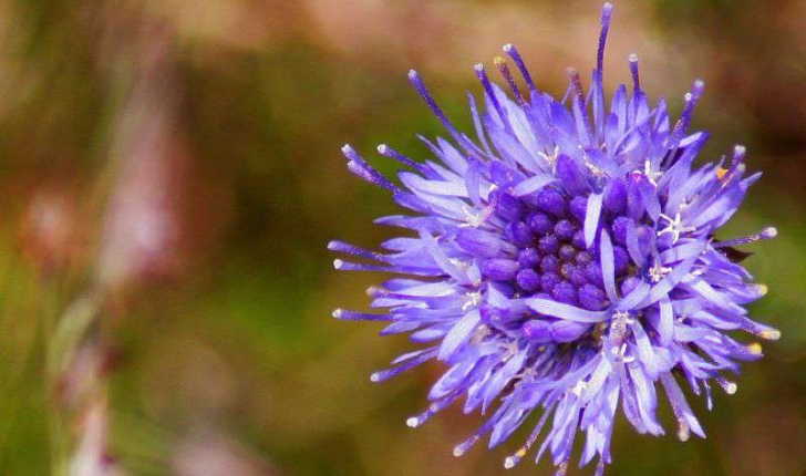 Jasione montana  (Linnaeus 1753)