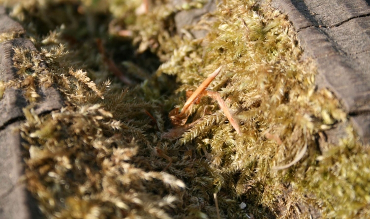 sphagnum sp.