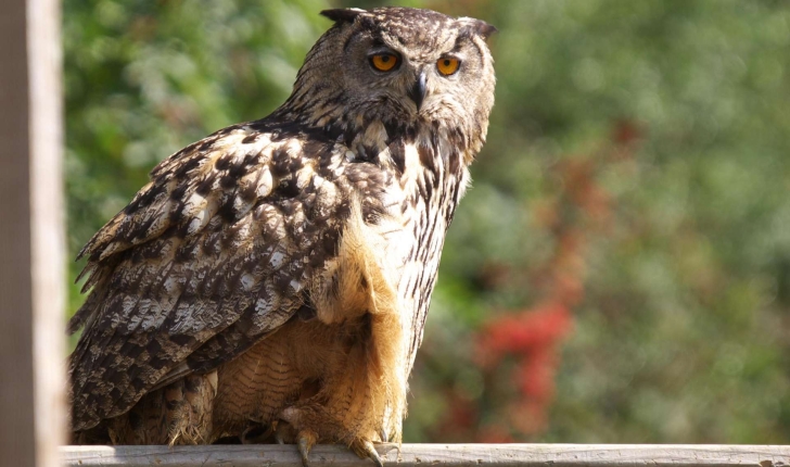 Bubo bubo (Linnaeus, 1758)