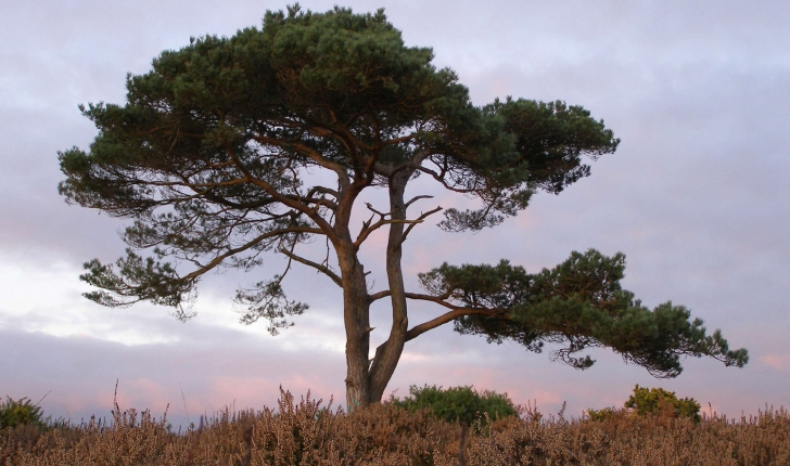 Pinus sylvestris (L., 1753)