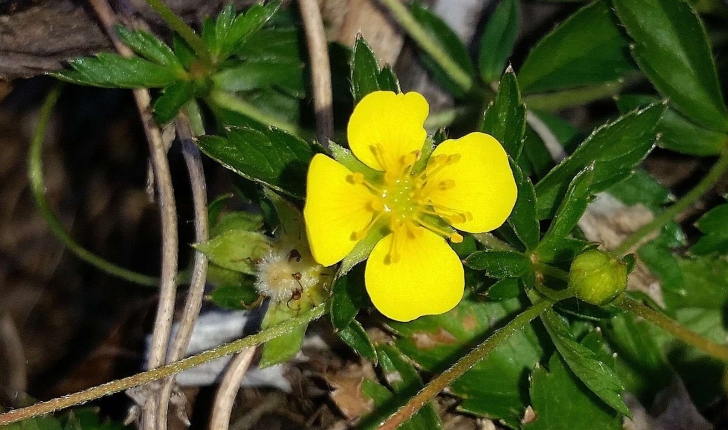 Potentilla erecta (L.) Räusch., 1797