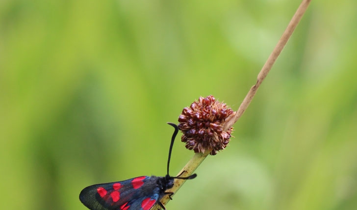 Juncus