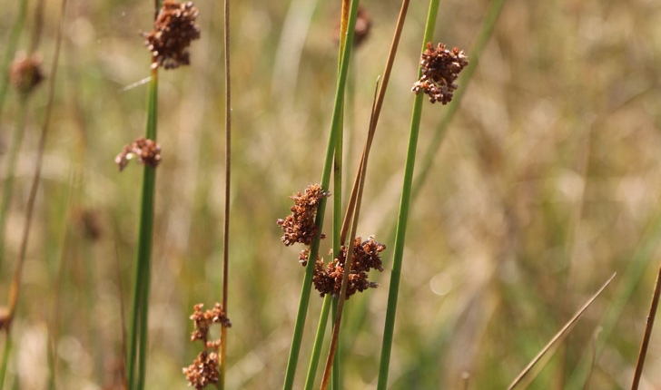 Juncus effusus (L., 1753)