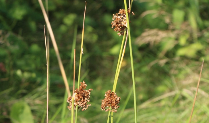 Juncus effusus (L., 1753)