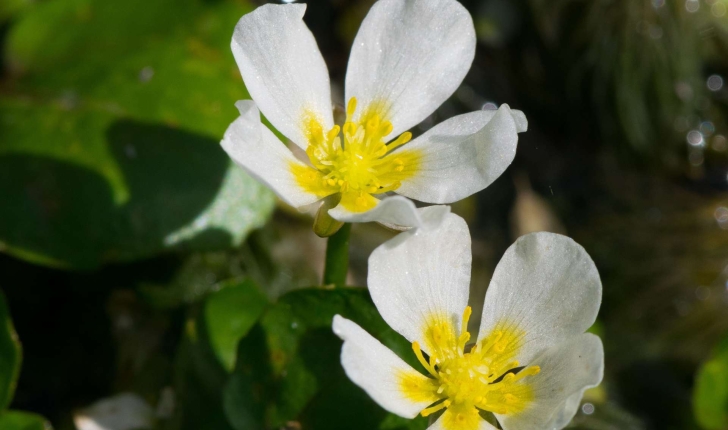 ranunculus aqualis (L., 1753)
