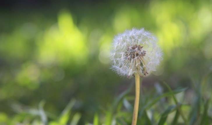 Taraxacum officinale (F.H.Wigg., 1780)