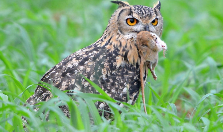 Bubo bubo (Linnaeus, 1758)