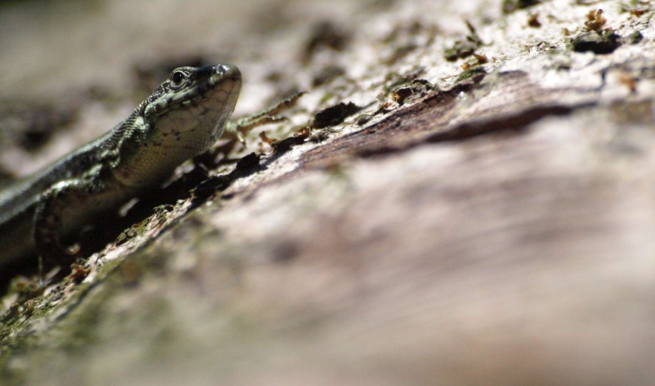 Podarcis muralis (Laurentis, 1768)