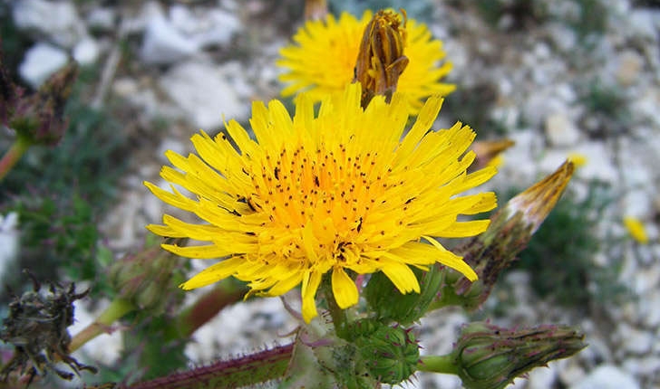 Sonchus asper subsp. glaucescens (Jord.) P.W.Ball 