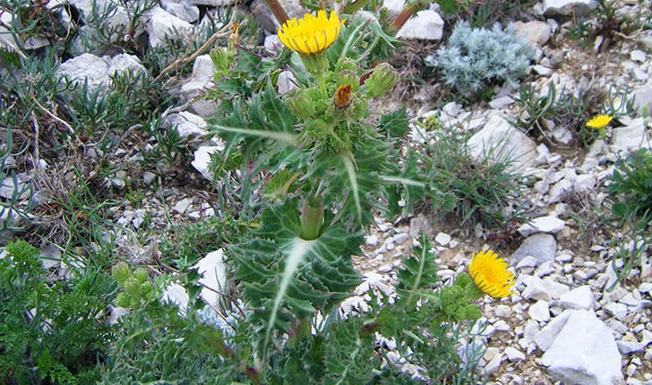 Sonchus asper subsp. glaucescens (Jord.) P.W.Ball 