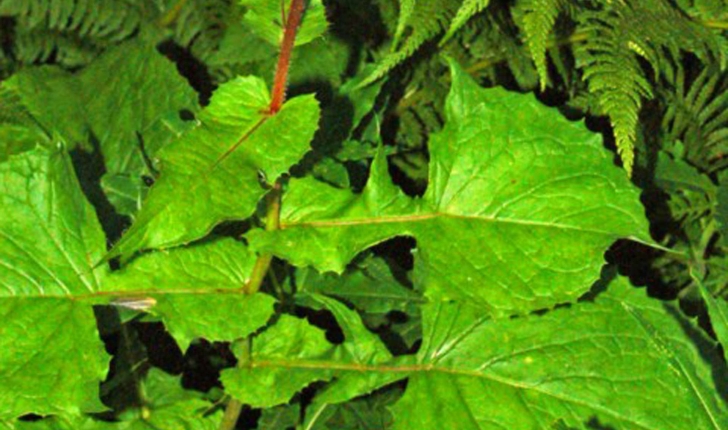Lactuca alpina (Benth. & Hook.f., 1876)