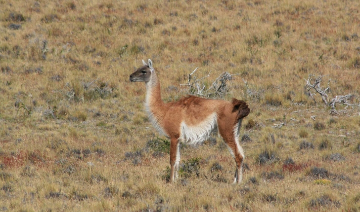 Lama