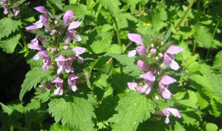 Lamium maculatum L.