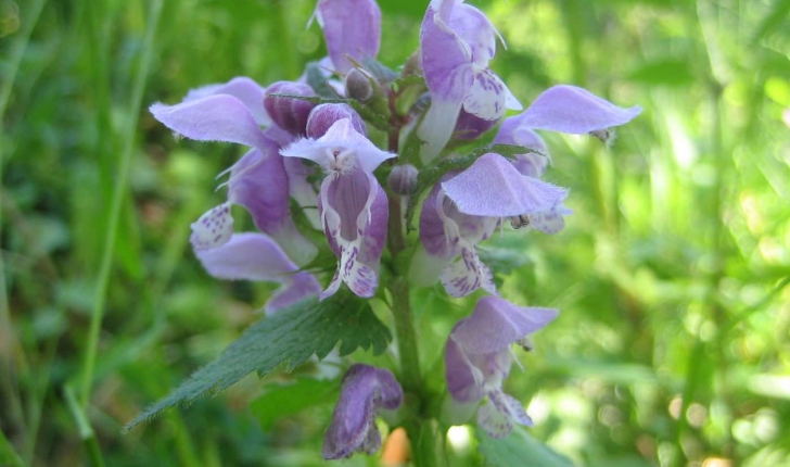 Lamium maculatum L.