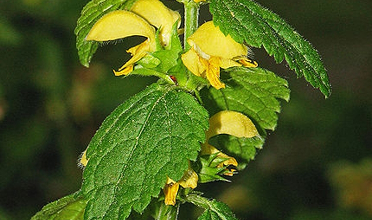 Lamium galeobdolon