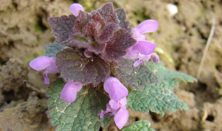 Lamium purpureum (L., 1753)