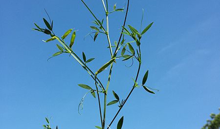 Lathyrus pratensis